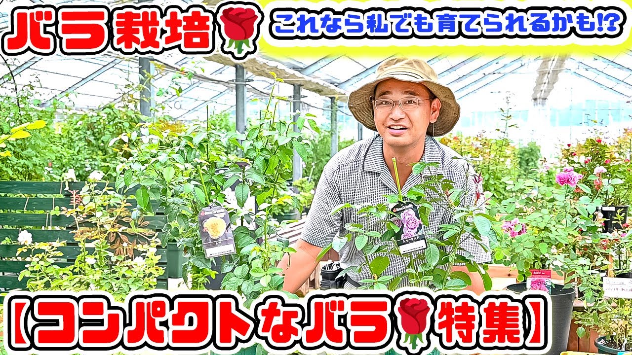 これなら私でも育てられるかも!?【コンパクトなバラ🌹特集】ベランダ&小さなお庭でも育てられる! 高木大輔さん