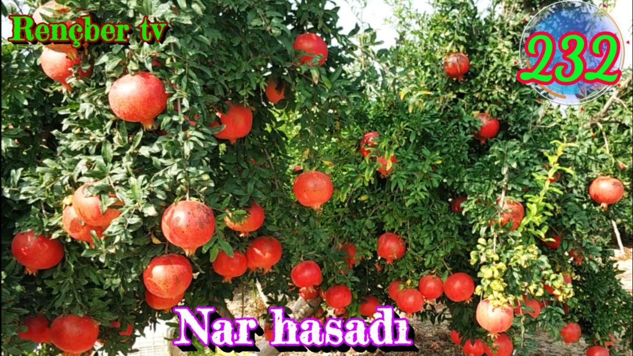 Hicaz narı üretimi ve Nar hasadı nasıl yapılıyor. Nar yetiştirme mersin Tarsus heleke köyü