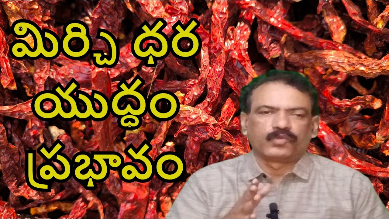 Mirchi Market Report || Guntur Mirchi Rate Teja Mirchi Exports Byadigi Mirchi Price