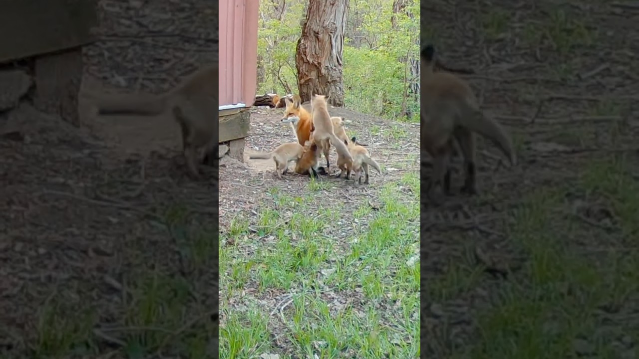 Fox Cubs Jumping on Their Mother