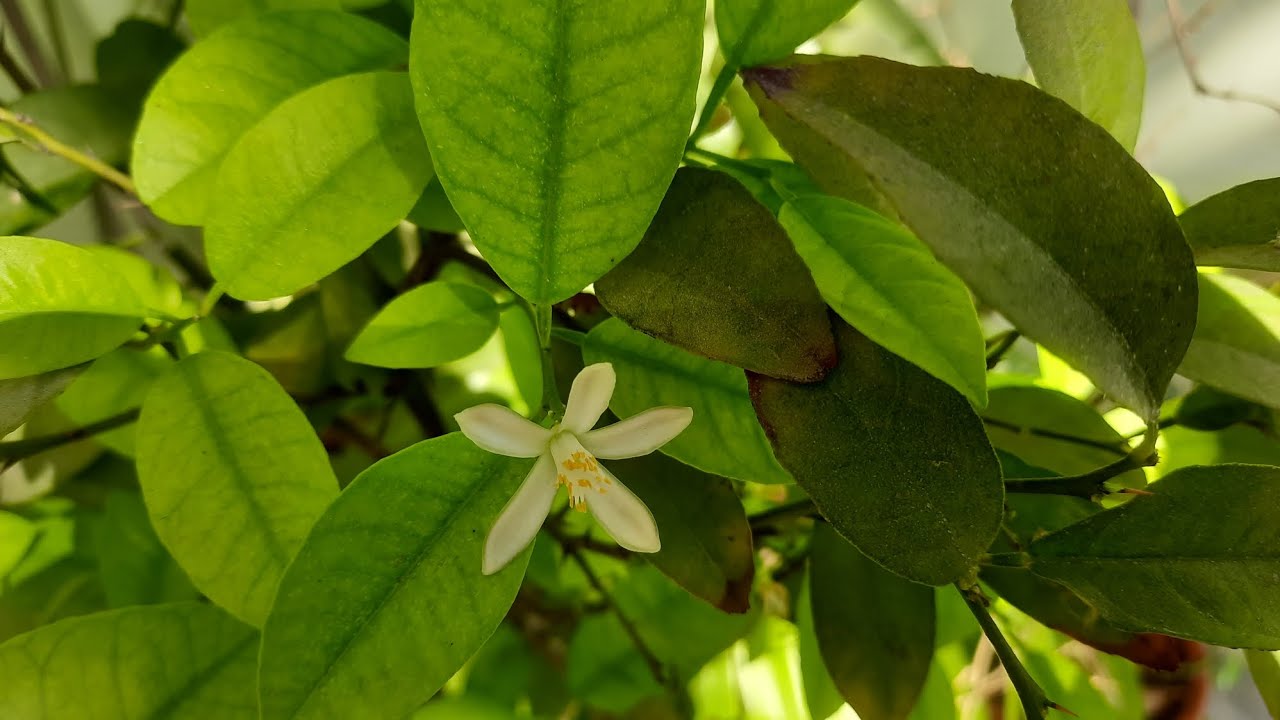 Lemon plant par male or female flower 