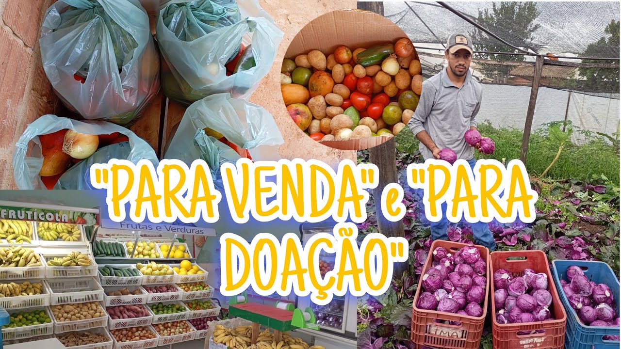 COLHEITA FRESQUINHA: Limpando Repolho para a Frutaria 🥬