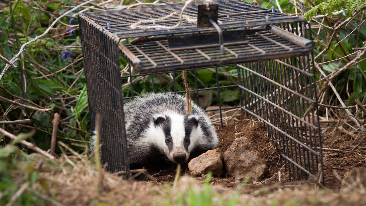 Vaccinating badgers against TB does not change their behaviour