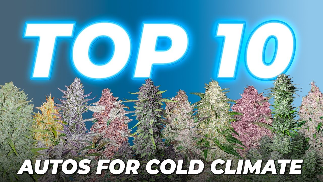 10 лучших автоцветущих сортов каннабиса для холодного климата | Fast Buds