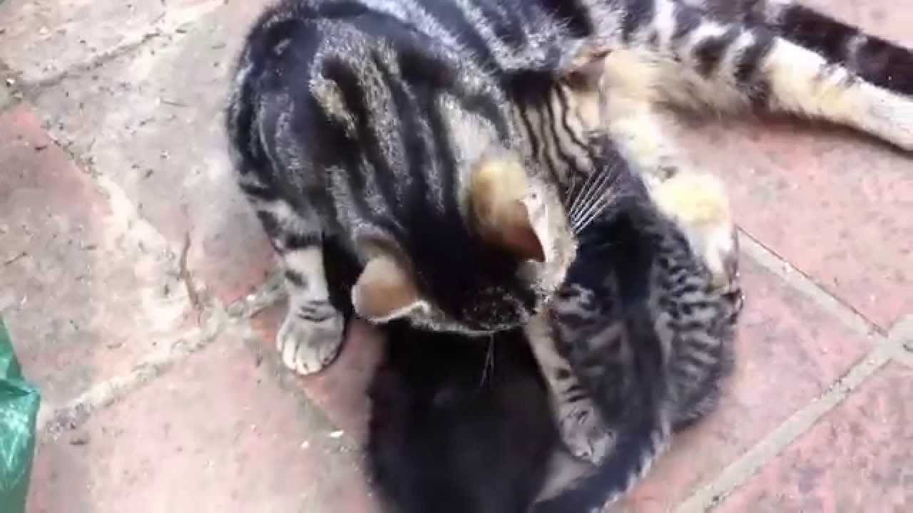 Le coccole di Strudel