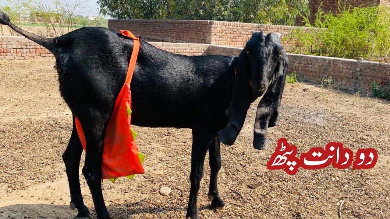 Goat For Sale in Pakistan || Goat for sale in faislabad || Goat for sale in Punjab 2026