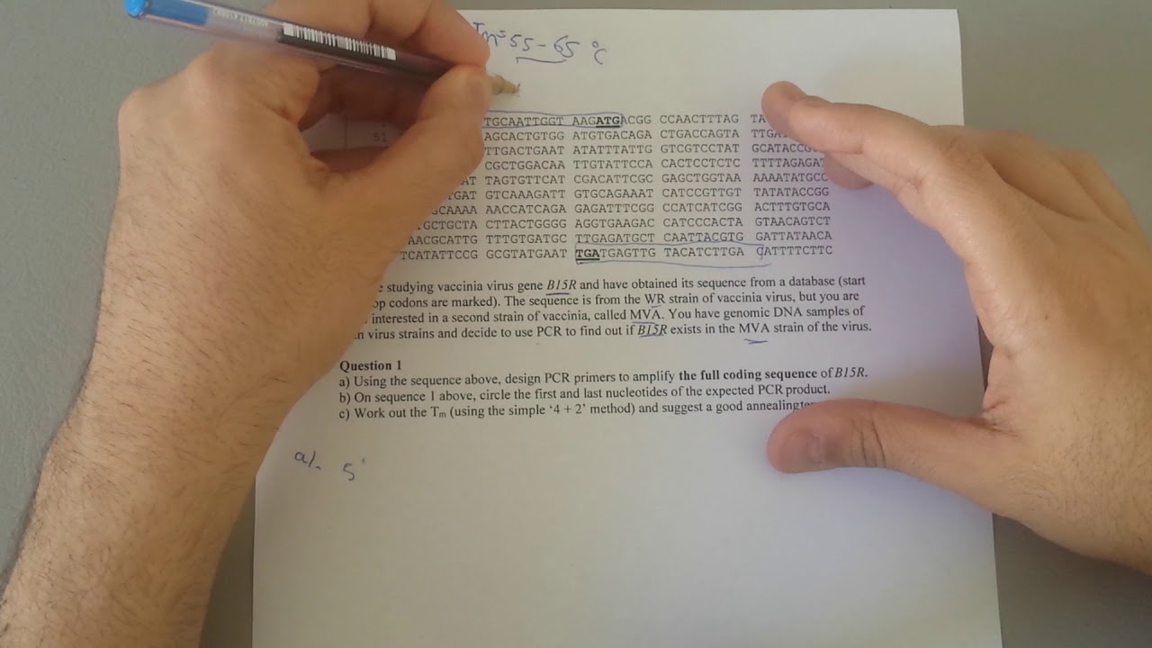 How to Design Set of Primers for PCR Practice Problem 3