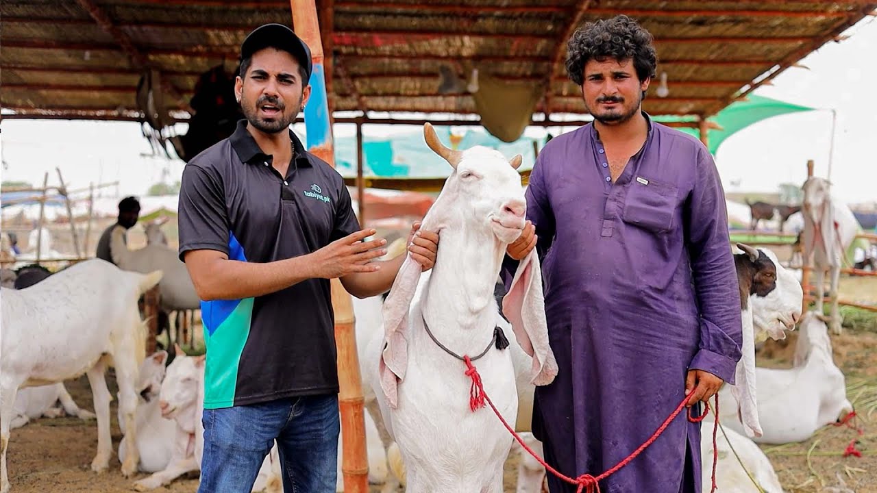 Bakra Mandi Tour ft. Dumb TV | tabiyat.pk