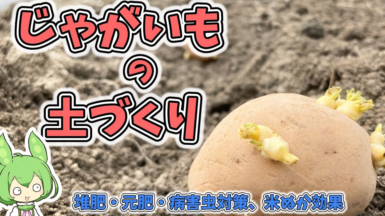 【重要】今から始めたい、じゃがいもの土作り。畑の準備で失敗しやすいポイントや病害虫対策。米ぬかっていいの？などなど