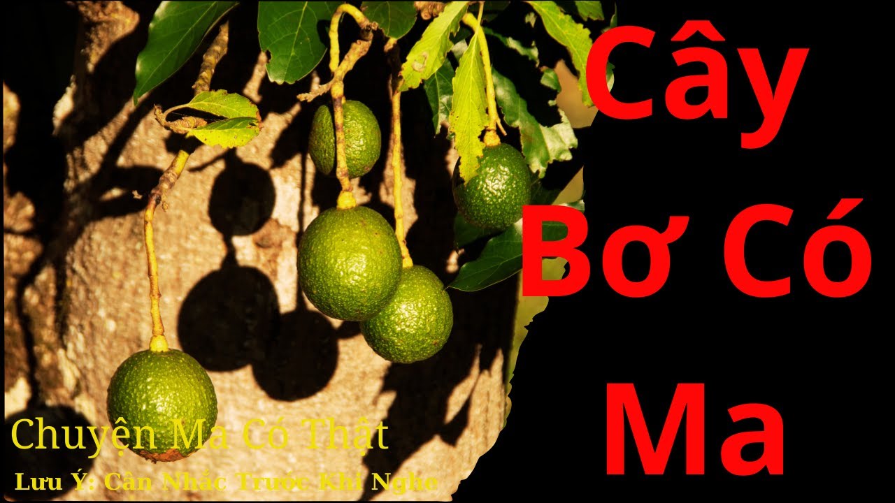 Chuyện Ma Có Thật: Cây Bơ Có Ma / Radio Âm Dương