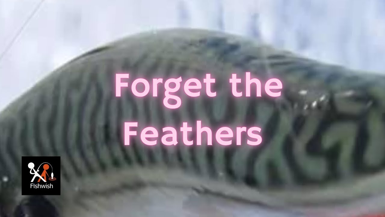 How to catch mackerel when feathers aren&rsquo;t working