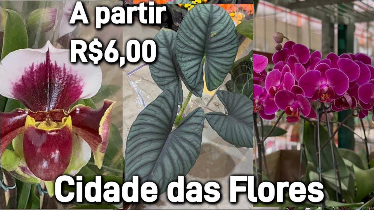 Plantas ex&oacute;ticas na feira!