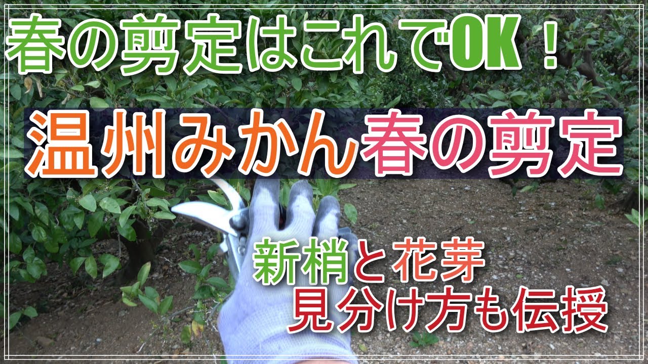 【温州みかん】みかんの春剪定。実演と解説【春の剪定】
