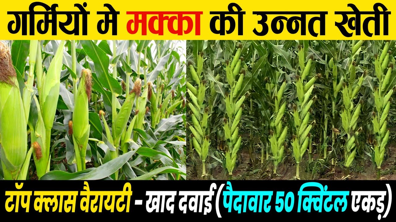 Makka ki kheti | भयंकर गर्मी में मक्के की खेती | Maize/Corn farming in India, A to Z जानकारी 2024