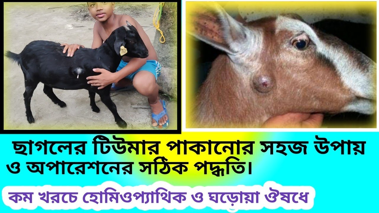 ছাগলের টিউমার ফোড়া পাকানো|| হোমিওপ্যাথিক চিকিৎসা || Goat tumor abscess and treatment।