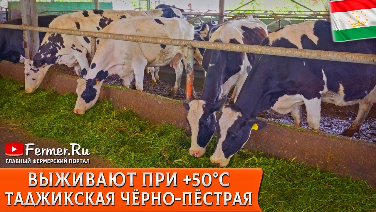 🐄Современная молочная ферма в Таджикистане. Жара до 50°С, ручной труд и молоко до 4.7% жирности