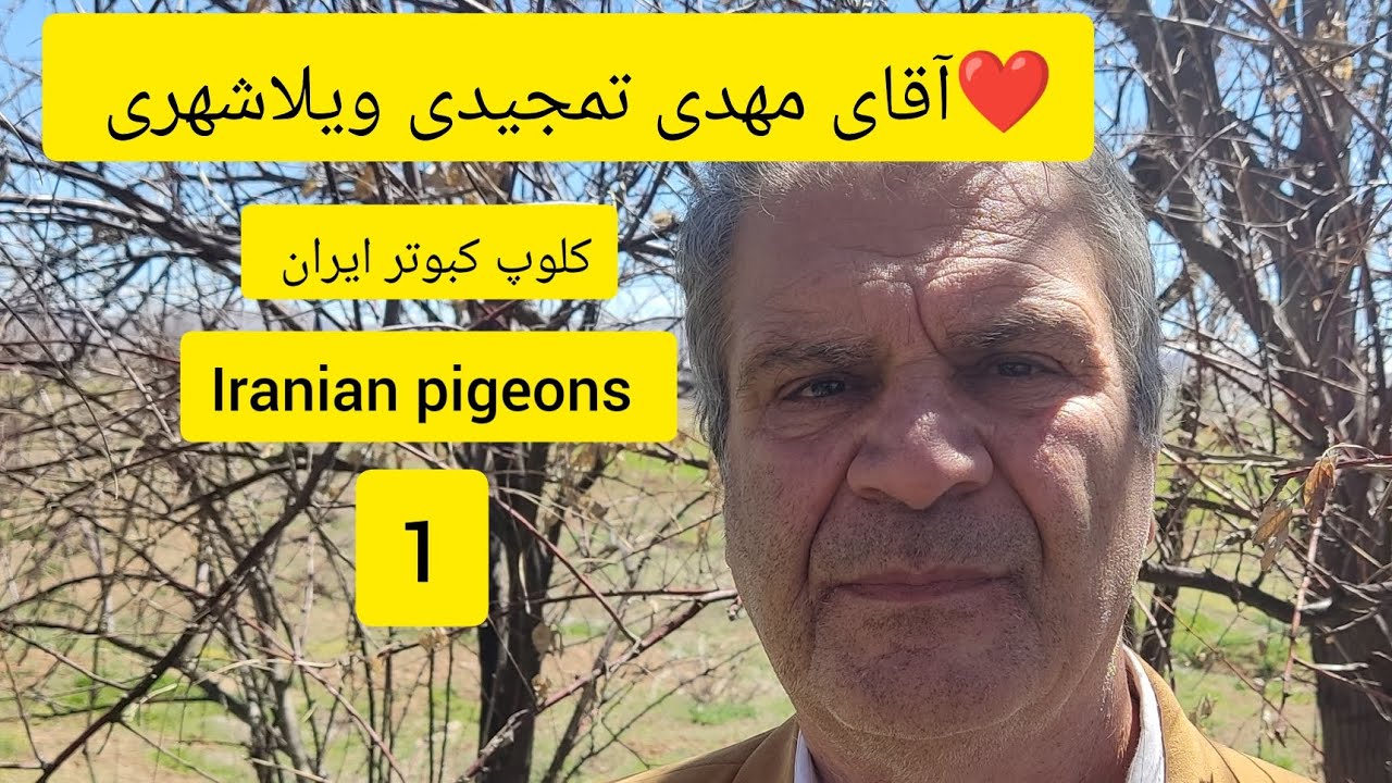 ❤️کلیپ 1سخنان آقای مهدی تمجیدی ویلاشهری در باره کبوتر معلقی صداکن از اصفهان ویلاشهر  Iranian pigeons
