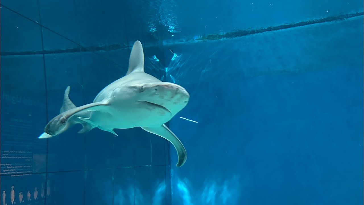 ACQUARIO DI GENOVA