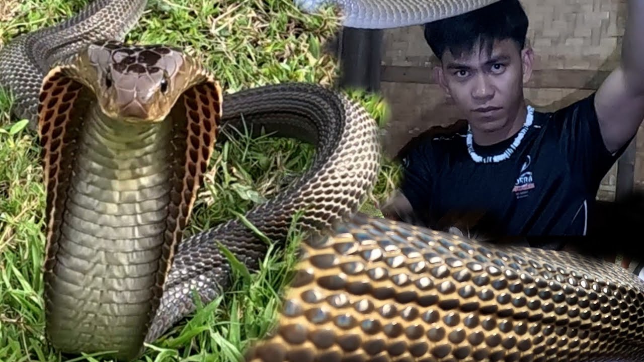 MGA JUMBO COBRA SA ITLUGAN NG BIBE