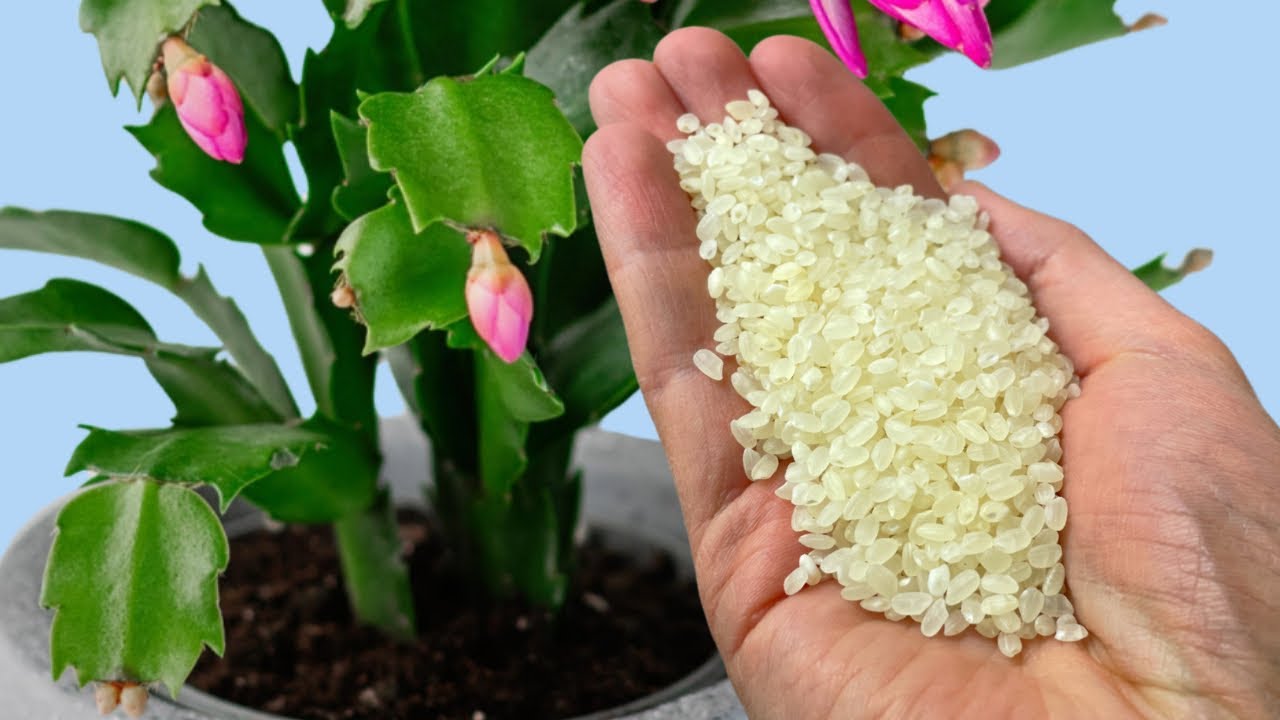 Зацвел за Ночь! 1 чайная ложка под цветок и даже самый чахлый куст позеленеет и зацветет!