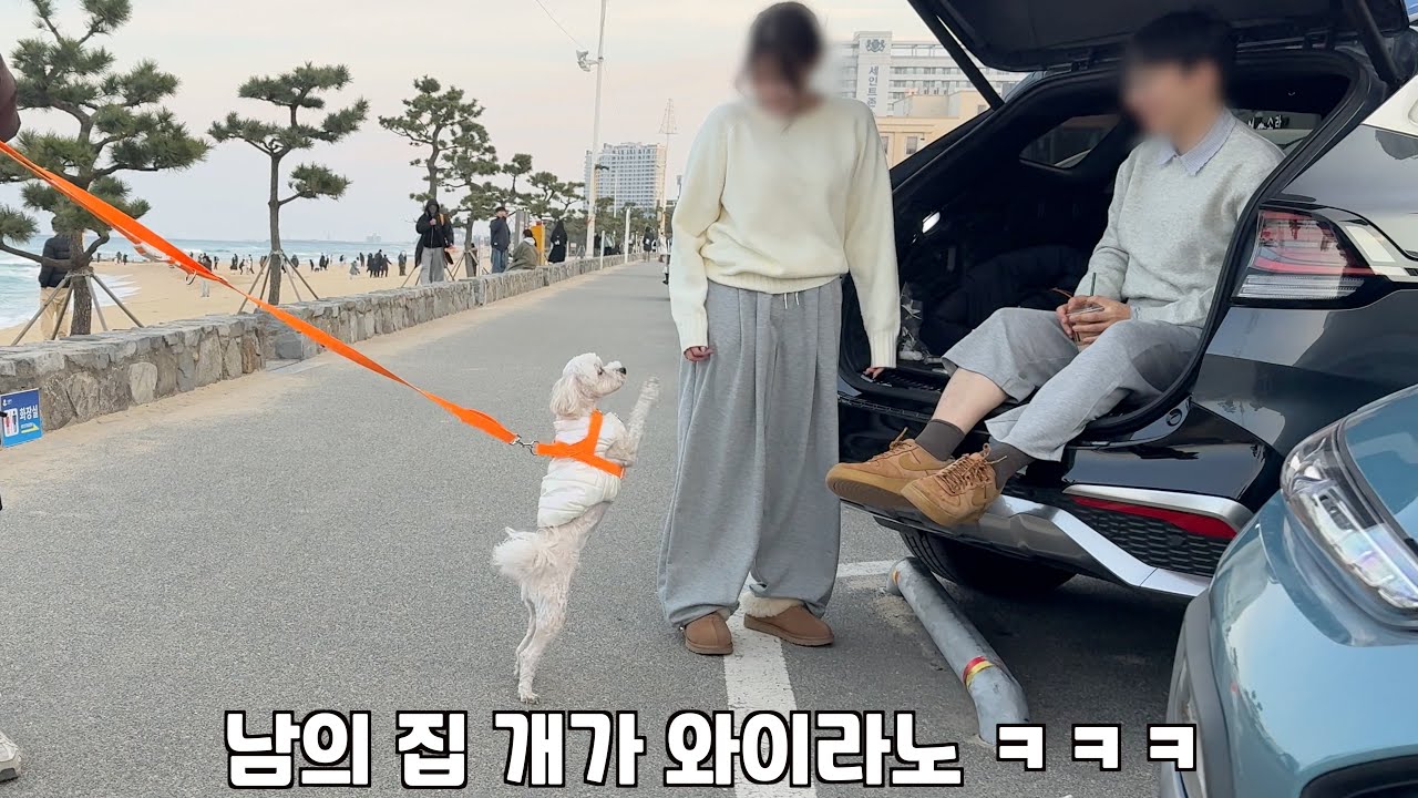 어디 내놓기가 진짜 너무 부끄러운 친구네 강아지 ㅋㅋㅋ