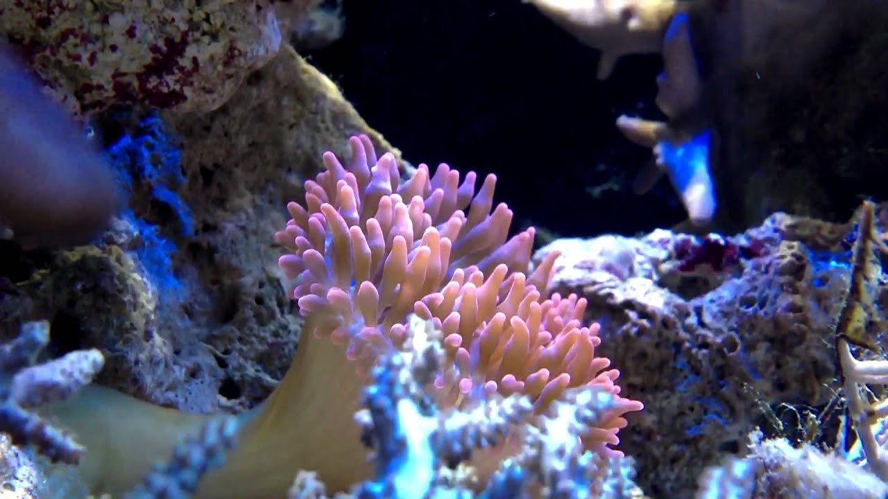 MeerWasserRiff R&ouml;hrenkoralle/Blasenanemone/Affenhaar