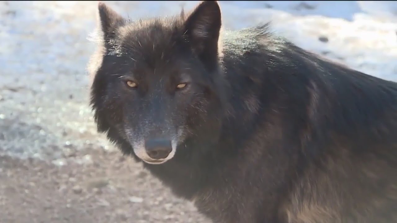 New Colorado wolf map as ranchers report new livestock attacks