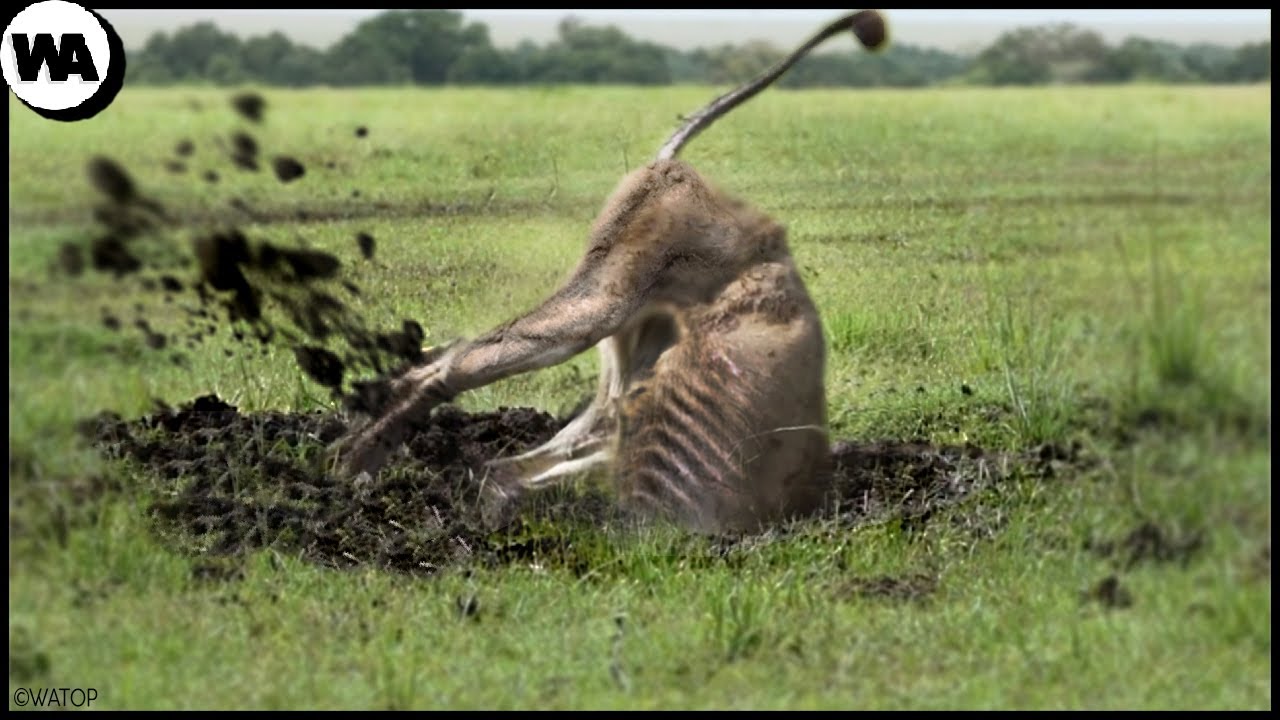 Esto es lo que Hace un Le&oacute;n Despu&eacute;s de ser Expulsado de la Manada