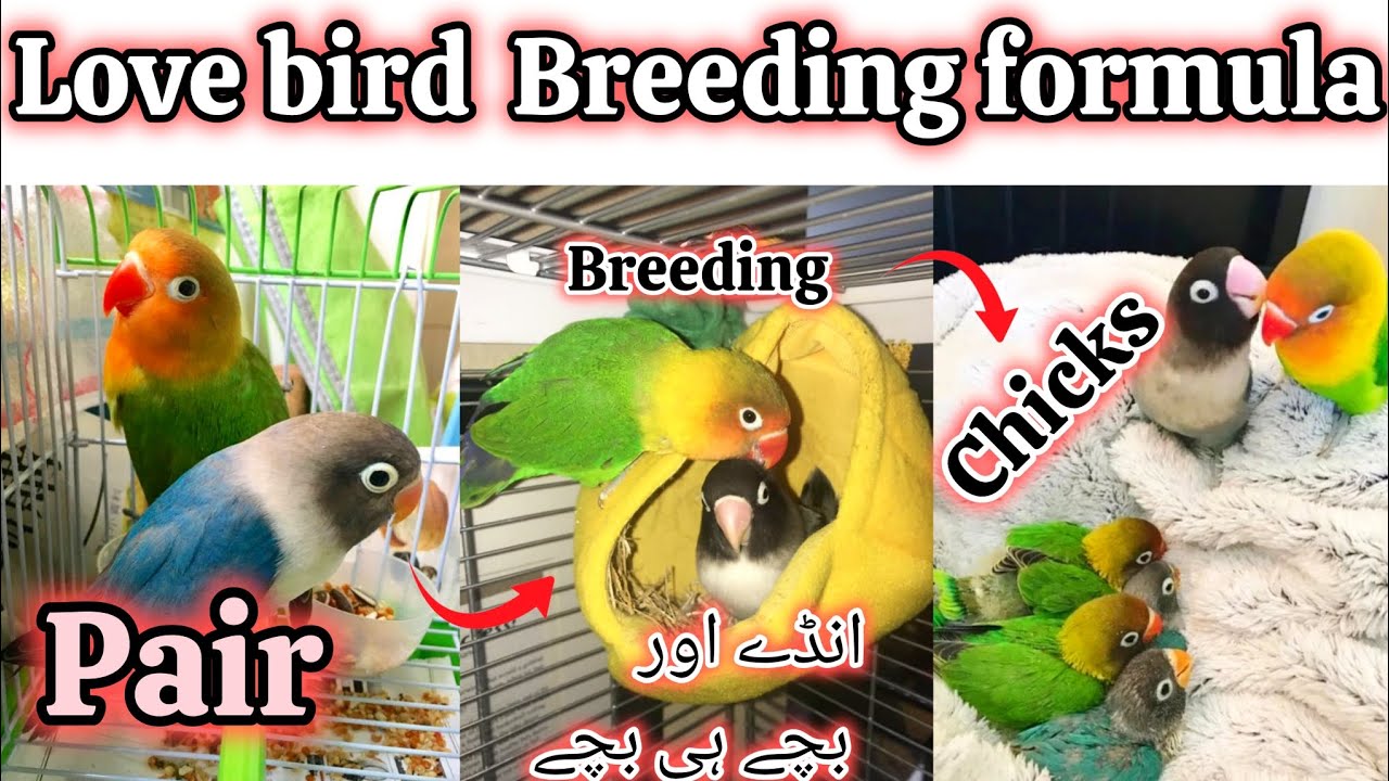 Lovebird Breeding Ka Asaan Tarika! �💖 | Lovebirds Ko Kaise Pair Karein aur Healthy Chicks Paayein"