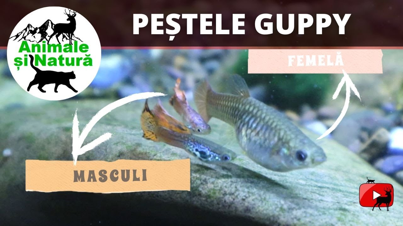 Recunoasterea pestilor guppy: diferente intre masculi si femele