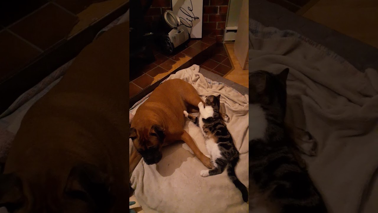 Chat et chien amis