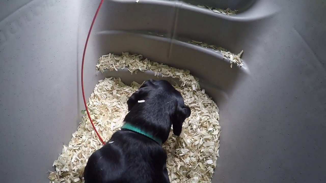 Buy A Dog House Underground Dog House