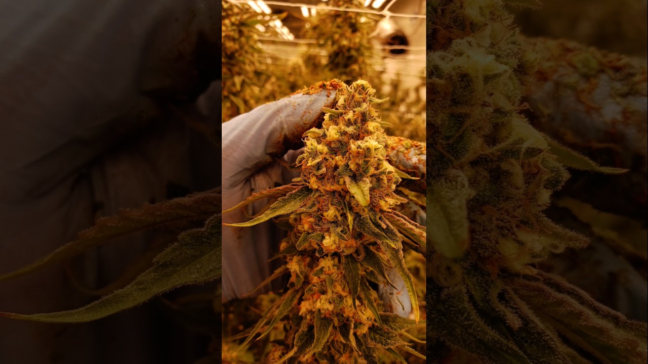 #cannabis #marijuana #pakalolo #mota #hemp #genetics #seeds #flowerroom @mattthewatchman