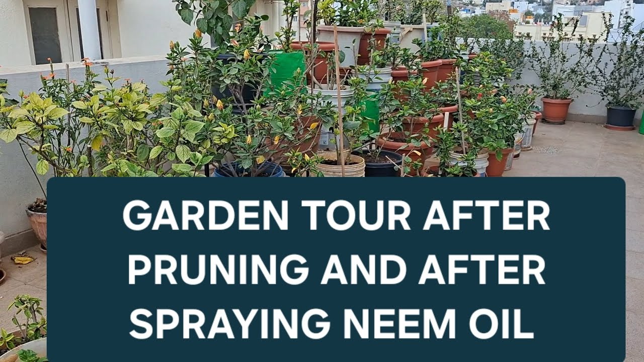 🟢 GARDEN TOUR AFTER PRUNING AND AFTER SPRAYING NEEM OIL......