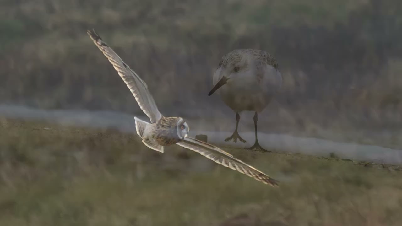 Massachusetts | HD Nature and Wildlife