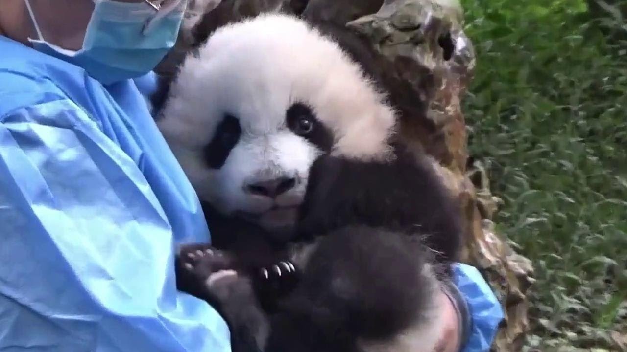 🐼Fu DuoDuo was taken out by nanny❤️福多多由奶妈抱出来第一次接受专访 2021.10.21