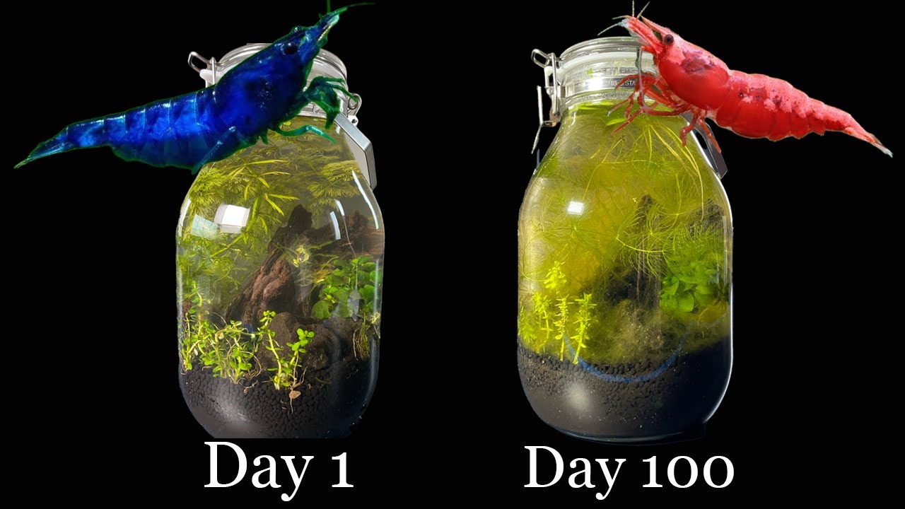 How to make an enclosed shrimp ecosphere in a jar