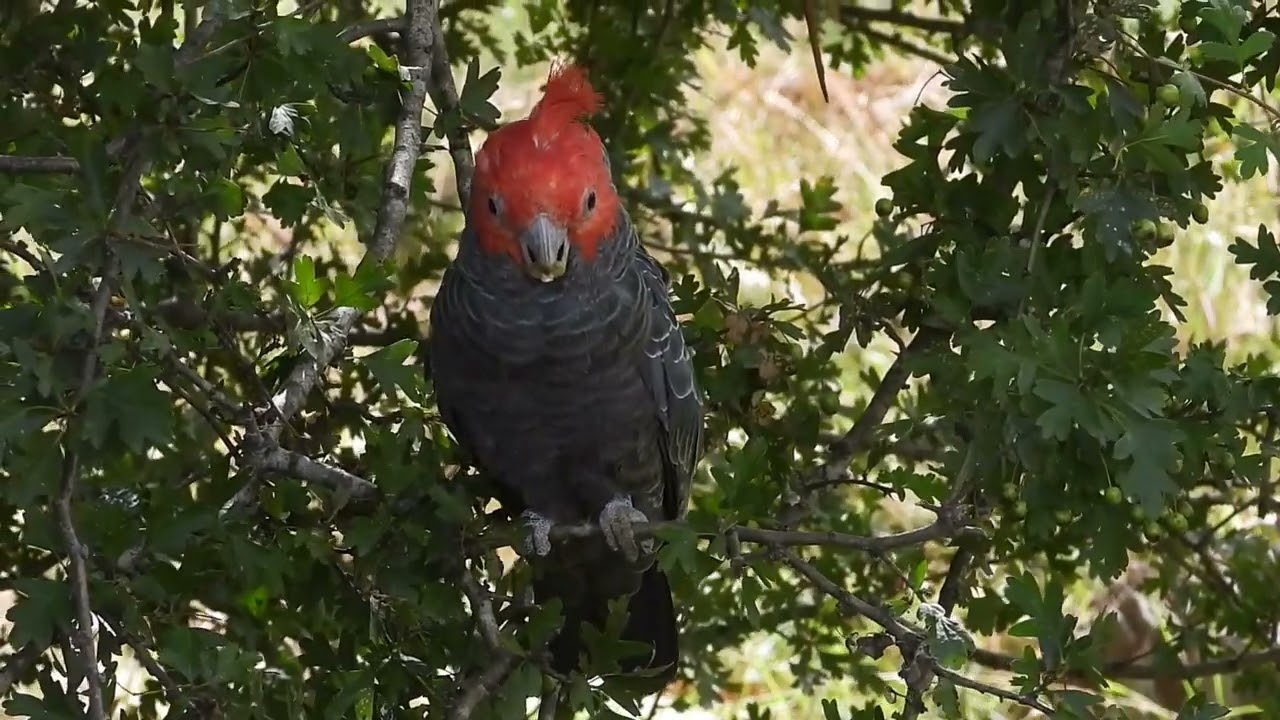 Gang gang cockatoo