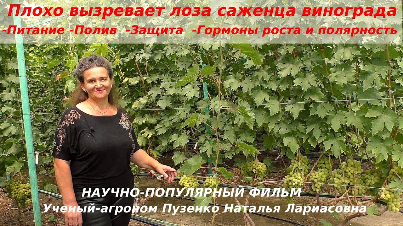 Плохо вызревает лоза у молодого  саженца винограда- что делать?  (Пузенко Наталья Лариасовна)