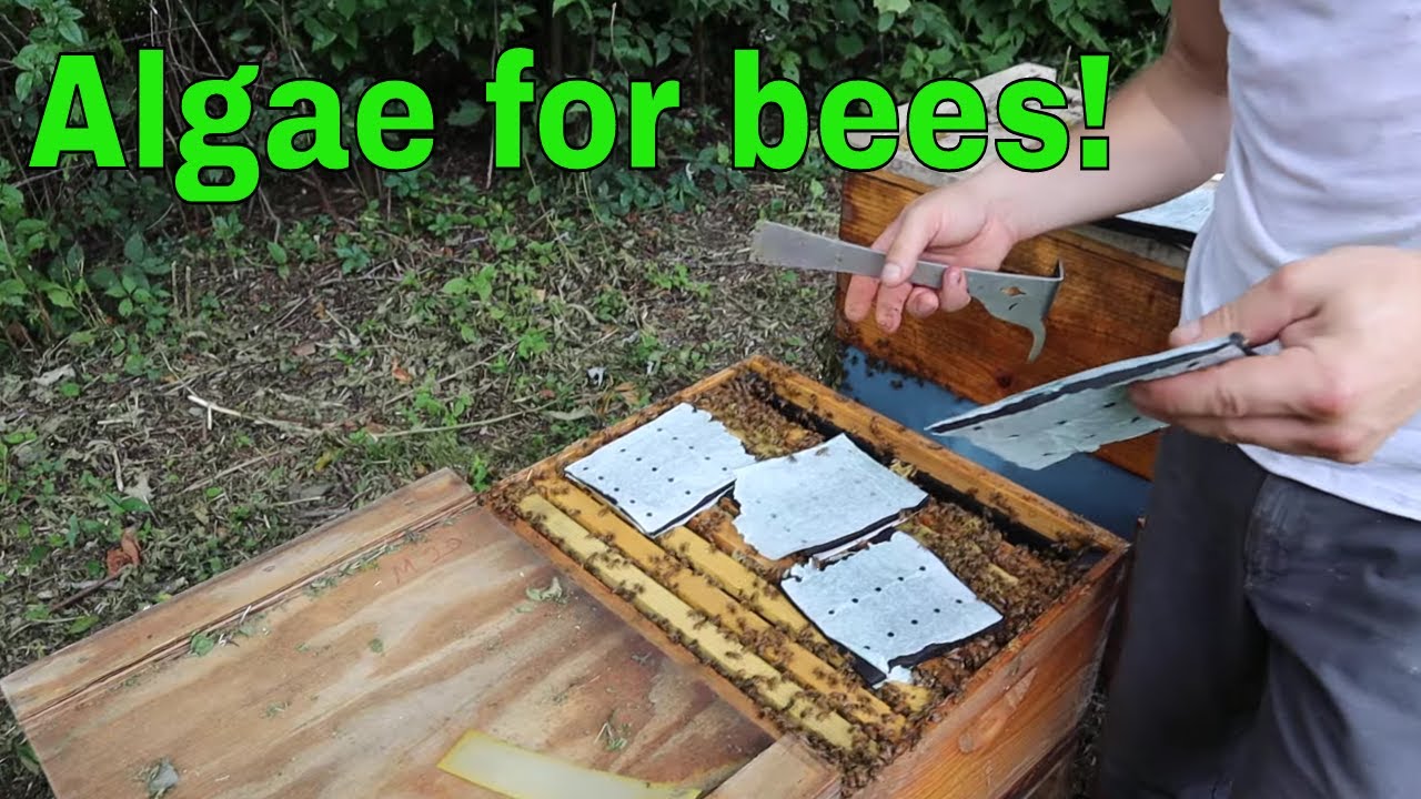 🔵Algae pollen patty trial. (Healthy bees patties)