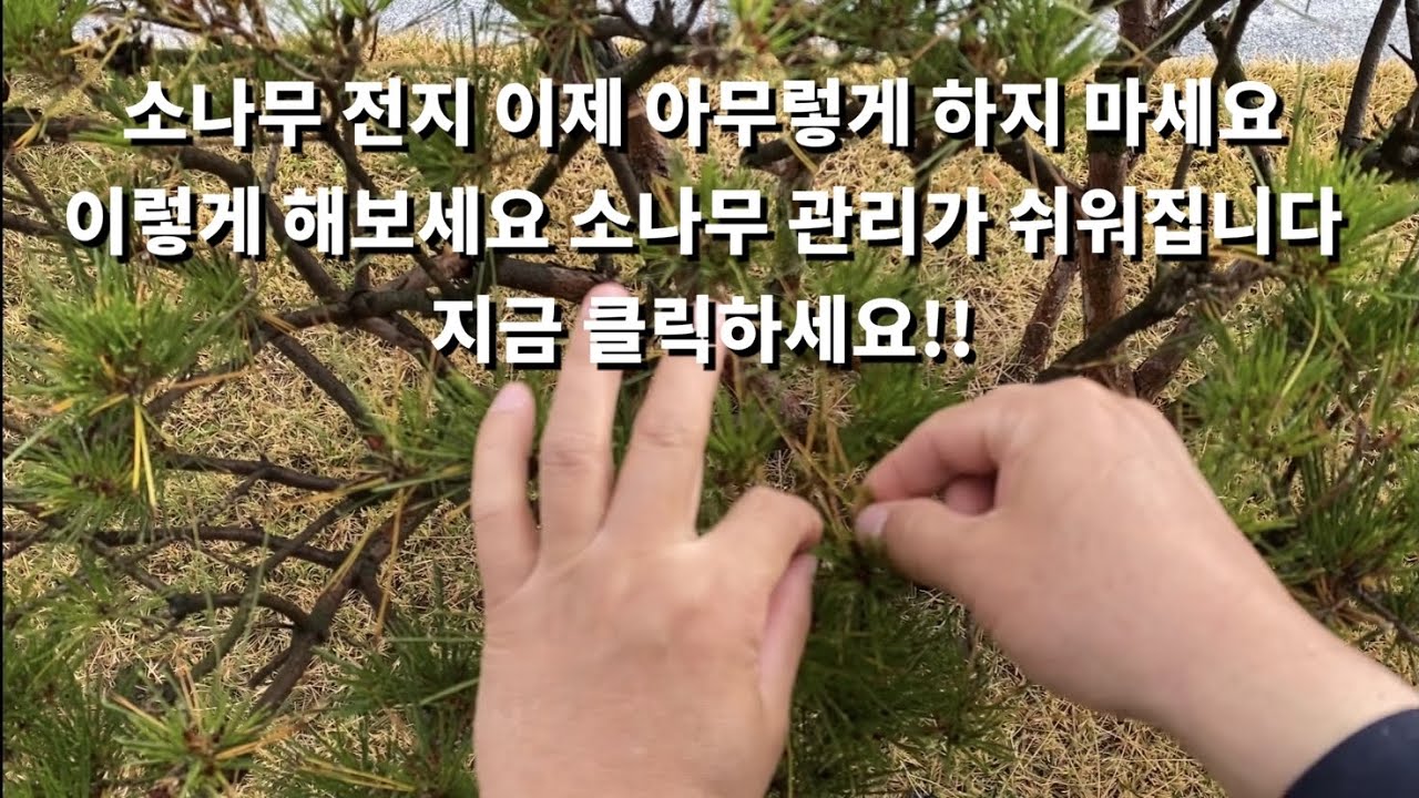 소나무 전지방법,반송소나무 가지치기,소나무 잎뽑기,소나무 병충해 방제방법,소나무 수형 잡는법