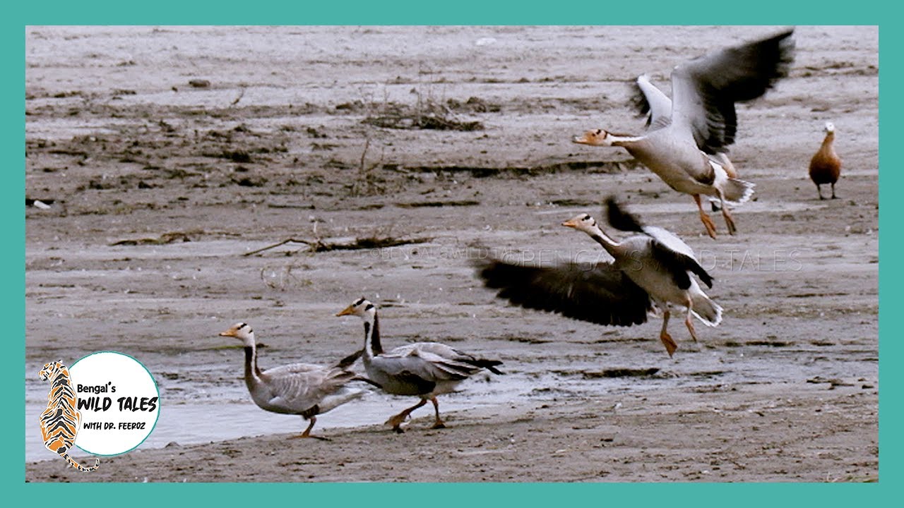 বাংলাদেশের পরিযায়ী পাখি (পর্ব-১)  || Migratory birds of Bangladesh