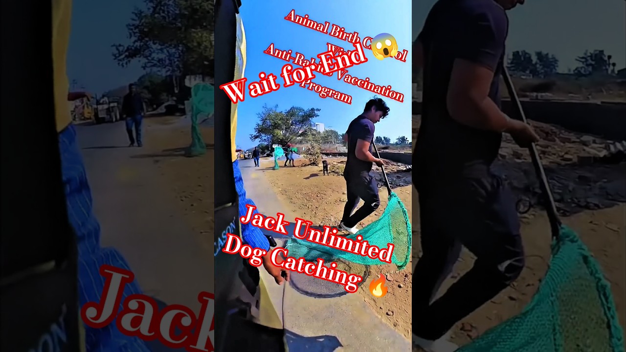 Jack Unlimited Dog Catching #jack #dog #dogwithpublicsafety #ytviral #pets #dogshorts #shorts