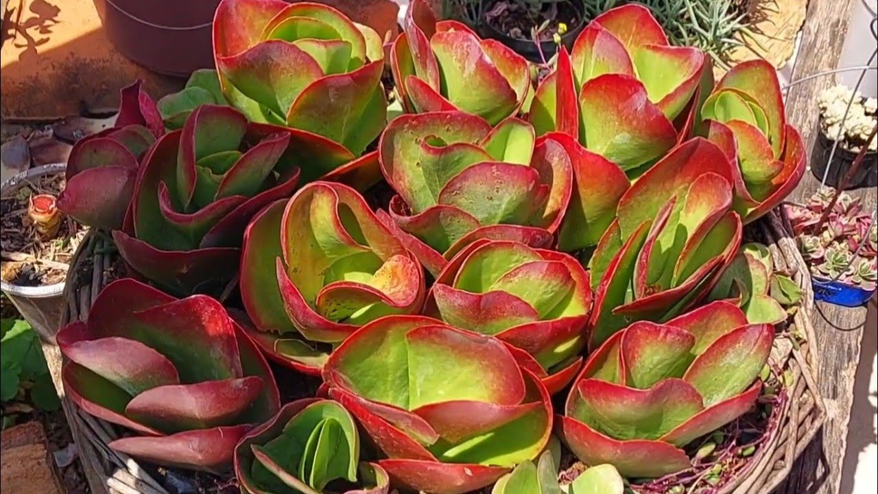 COMO DEIXAR A KALANCHOE VIVIEN COLORIDA E EM FORMA DE FLORES.