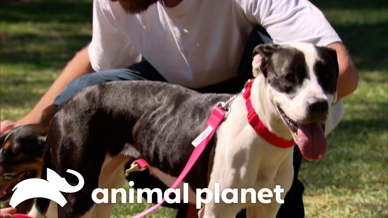 Air Force Veteran Reunited With His Canine Companions | Pit Bulls & Parolees | Animal Planet