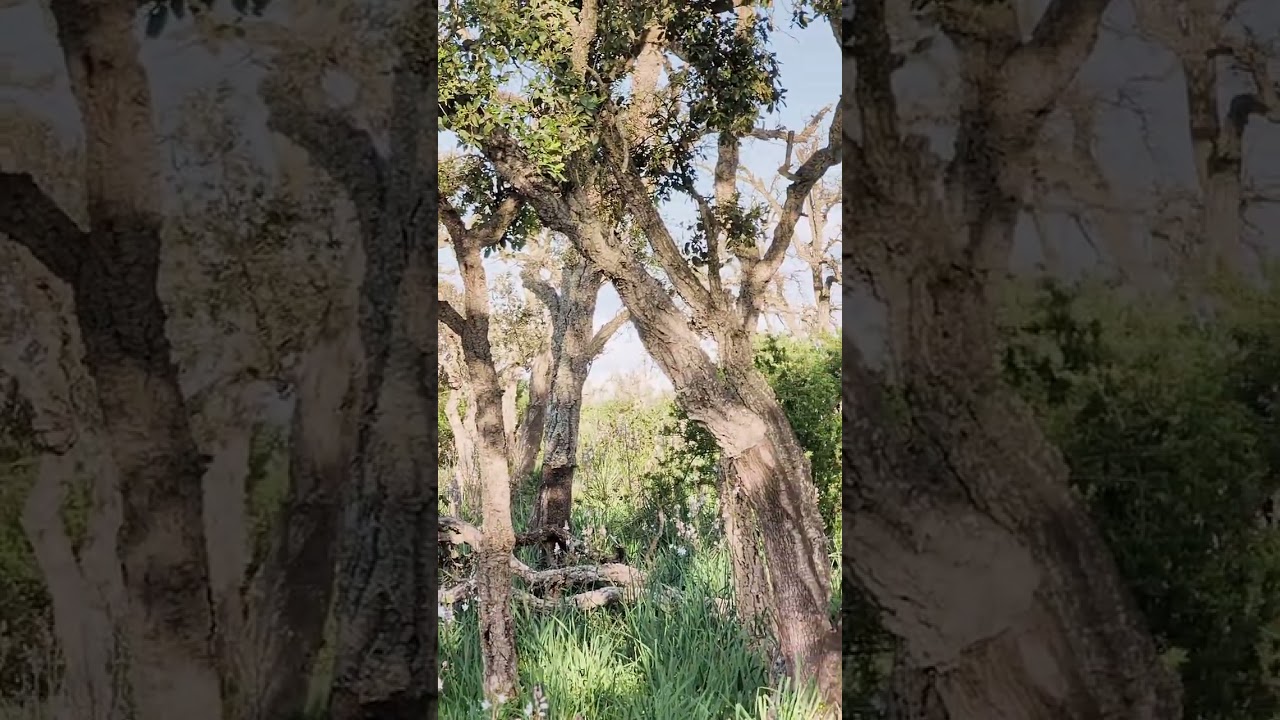 اكتشاف أسرار غابة بنسليمان… أجمل طبيعة في المغرب! 🌲