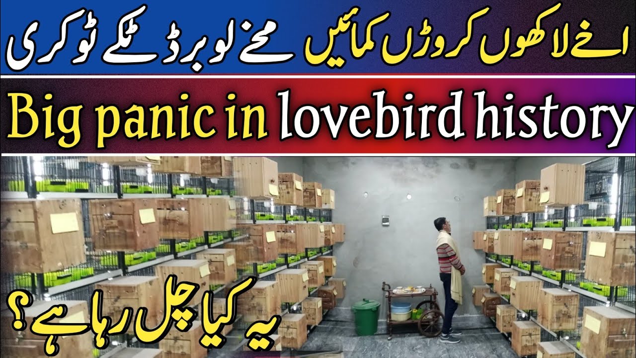 Birds Farming Business In Pakistan | How To Start Birds Business | Big Panic In Lovebird History