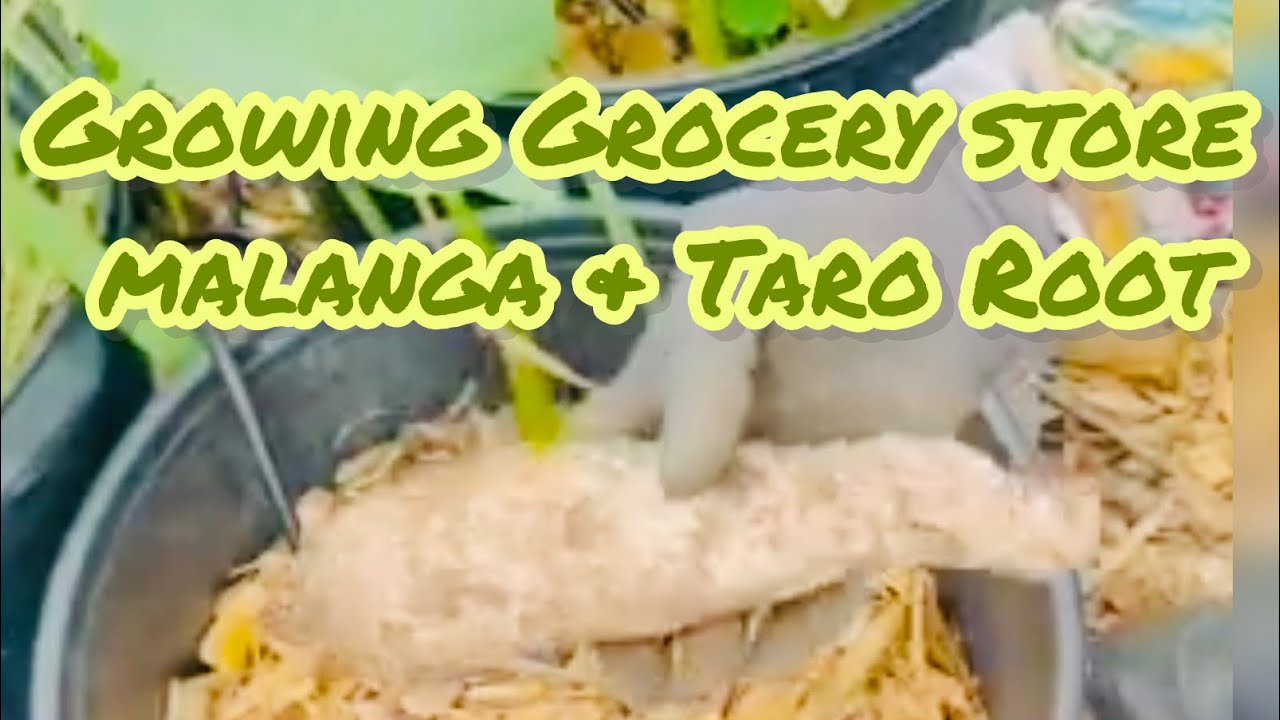 Growing Taro & Malanga from the Grocery store | Season 5 | E50