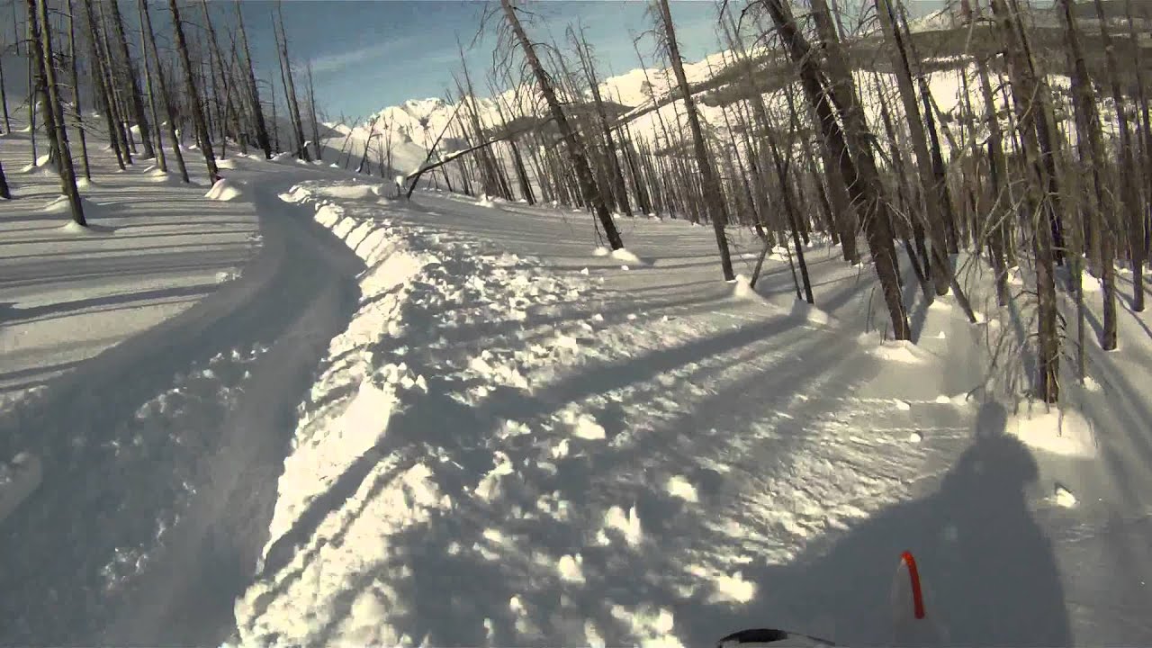 2011 M8 Trees