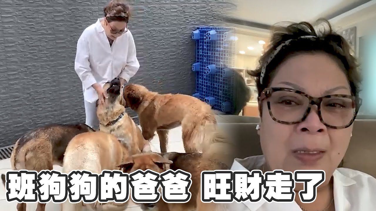 班狗狗的爸爸 旺財走了...